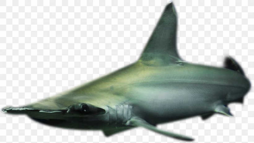 Requiem Sharks コベック（株） Seabed Marine Biology Marine Mammal, PNG, 1325x750px, Requiem Sharks, Carcharhiniformes, Cartilaginous Fish, Fauna, Fin Download Free