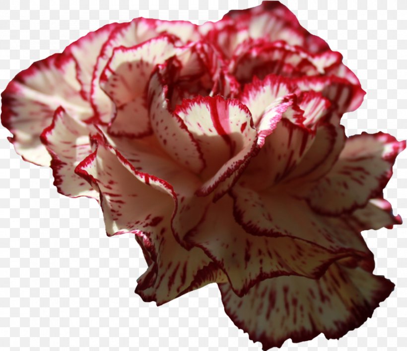 Carnation Clip Art, PNG, 900x778px, Carnation, Begonia, Flower, Flowering Plant, Image Resolution Download Free