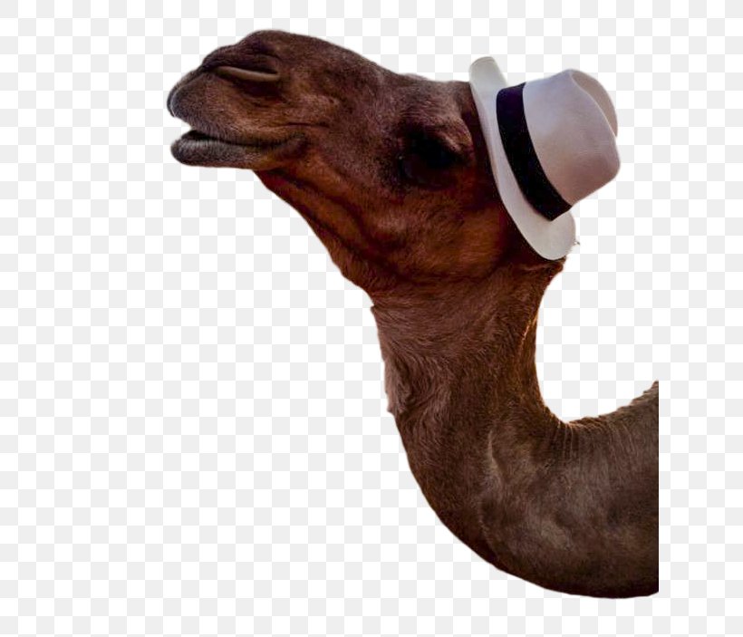 Dromedary Snout Camel, PNG, 635x703px, Dromedary, Arabian Camel, Camel, Camel Like Mammal, Livestock Download Free