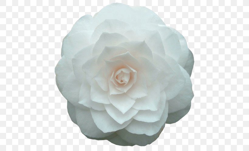 Flower Japanese Camellia Garden Roses Petal Paper, PNG, 500x500px, Flower, Camellia, Centifolia Roses, Cut Flowers, Floribunda Download Free