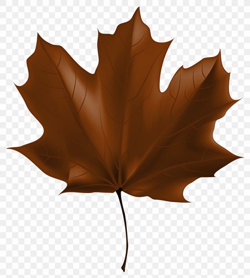Maple Leaf, PNG, 2701x3000px, Leaf, Black Maple, Brown, Deciduous, Maple Download Free
