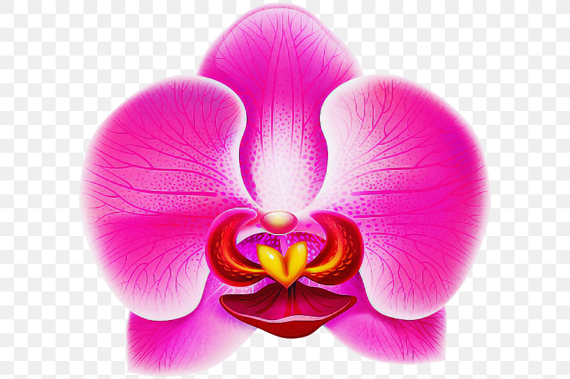 Petal Pink Moth Orchid Flower Violet, PNG, 600x546px, Petal, Beauty, Flower, Magenta, Moth Orchid Download Free
