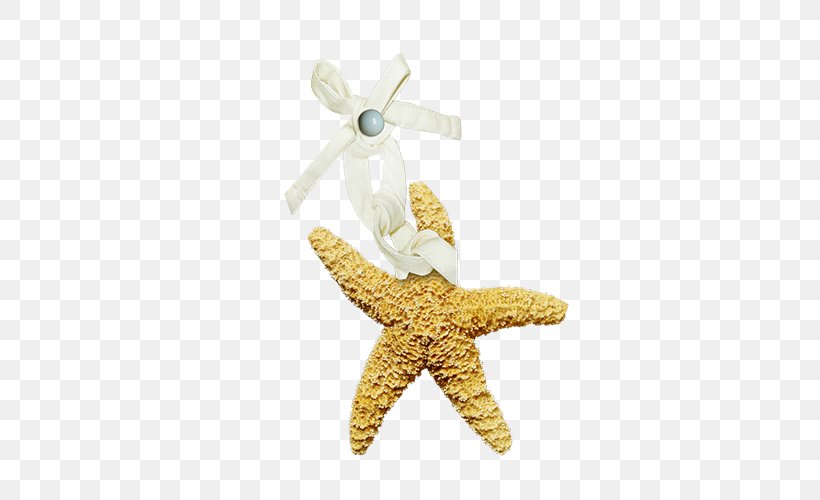 Starfish Sea Clip Art, PNG, 500x500px, Starfish, Beach, Invertebrate, Photography, Sea Download Free