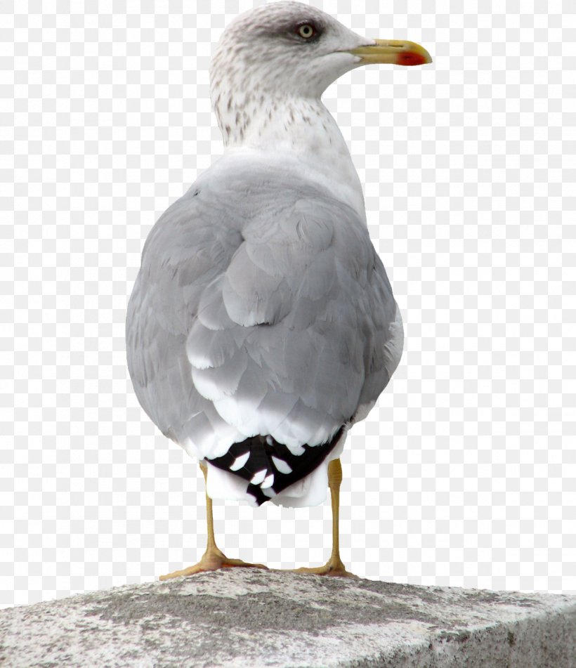 Yearn 2 Learn Hotel, PNG, 1196x1388px, European Herring Gull, Animal, Beak, Bird, Charadriiformes Download Free