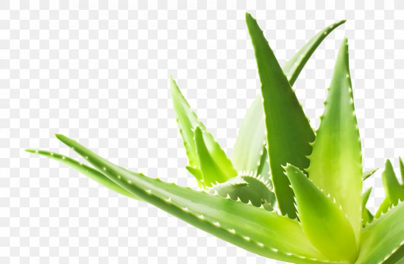 Aloe Vera Herbalism Skin Gel Acne, PNG, 1696x1107px, Aloe Vera, Acne, Aloe, Burn, Dermatitis Download Free