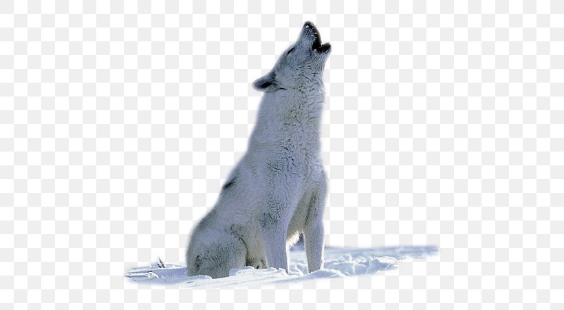 Arctic Wolf Arctic Fox Animal Wildlife, PNG, 600x450px, Arctic, Adaptation, American Pit Bull Terrier, Animal, Arctic Fox Download Free