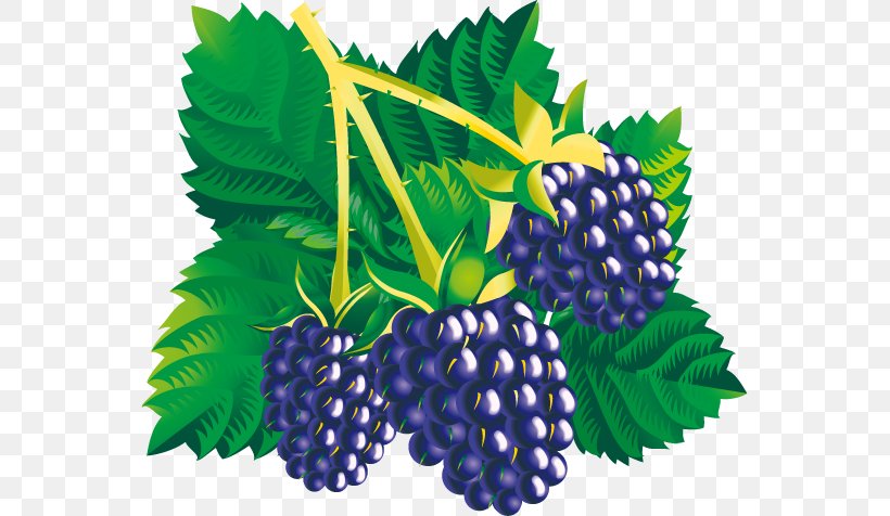 Blackberry Fruit Clip Art, PNG, 559x476px, Berry, Apple, Bilberry, Blackberry, Blueberry Download Free