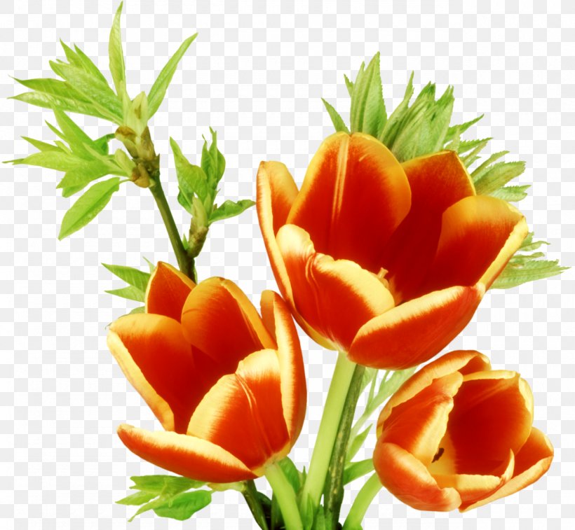 Tulip Flower Clip Art, PNG, 1280x1182px, Tulip, Cut Flowers, Drawing, Flower, Flowering Plant Download Free