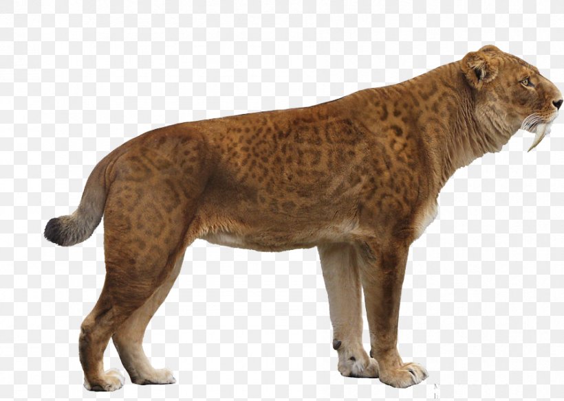 Lion Bison Antiquus Saluki Saber-toothed Tiger Saber-toothed Cat, PNG, 894x637px, Lion, Animal Figure, Big Cats, Bison Antiquus, Carnivoran Download Free