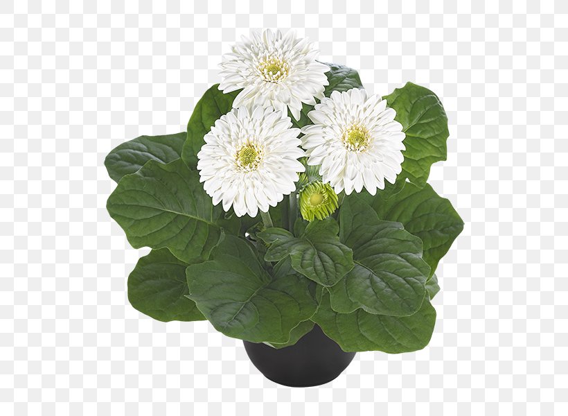 Transvaal Daisy Istik Seed Ukraine Plants, PNG, 600x600px, Transvaal Daisy, Annual Plant, Aster, Chrysanthemum, Chrysanths Download Free