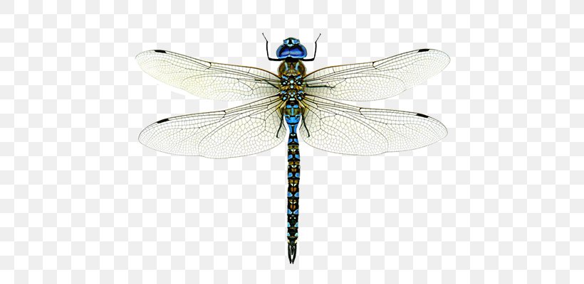 A Dragonfly? Emperor Bird Clip Art Insect, PNG, 700x400px, Dragonfly, Arthropod, Bird, Blueeyed Darner, Dragonflies And Damseflies Download Free