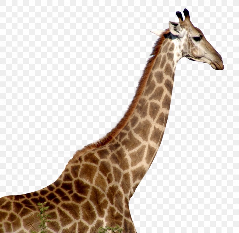 Giraffe Desktop Wallpaper, PNG, 850x831px, Giraffe, Display Resolution, Fauna, Giraffidae, Giraffids Download Free