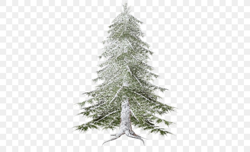 Spruce Forest Pine Fir Christmas Tree, PNG, 377x500px, Spruce, Black And White, Branch, Christmas, Christmas Decoration Download Free