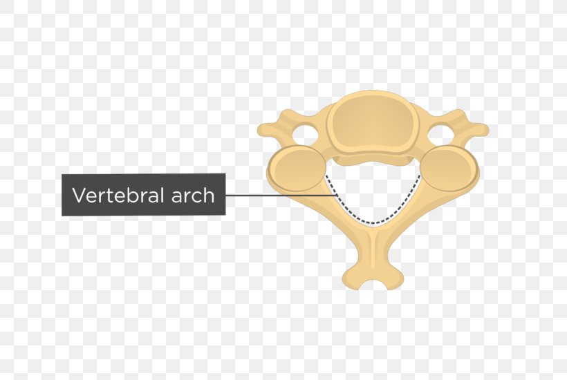 Cervical Vertebrae Axis Thoracic Vertebrae Human Vertebral Column, PNG, 745x550px, Cervical Vertebrae, Anatomy, Articular Processes, Atlas, Axis Download Free