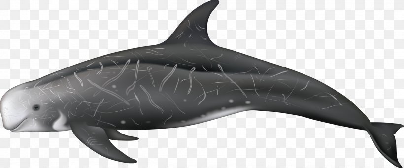 Rough-toothed Dolphin Spinner Dolphin Tucuxi Common Bottlenose Dolphin, PNG, 2514x1048px, Roughtoothed Dolphin, Animal Figure, Cetacea, Cetacean Surfacing Behaviour, Common Bottlenose Dolphin Download Free