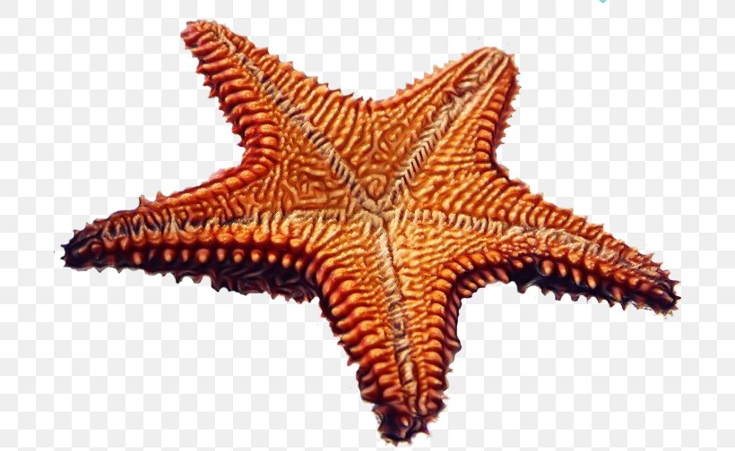 Stars Background, PNG, 700x504px, Starfish, Beach, Brittle Stars, Drawing, Mollusca Download Free