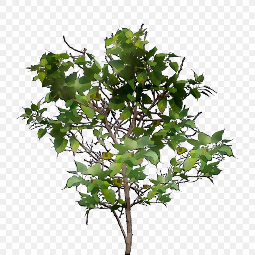 Twig Chinese Sweet Plum Leaf Plane Trees, PNG, 1053x1053px, Twig, Branch, Chinese Sweet Plum, Flower, Flowering Plant Download Free
