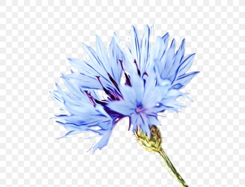 Cornflower Clip Art Plant Symbolism Blue Flower, PNG, 600x628px, Cornflower, Blue, Blue Flower, Blue Rose, Botany Download Free