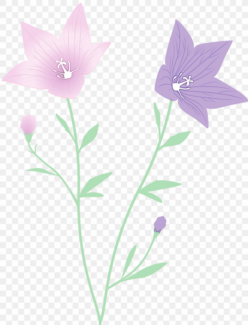 Lavender, PNG, 2290x3000px, Balloon Flower, Biology, Flora, Flower, Herbaceous Plant Download Free