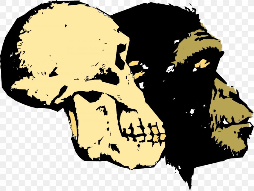 Ape Human Evolution Homo Sapiens Creationism, PNG, 984x739px, Ape, Art, Biology, Bone, Carnivoran Download Free