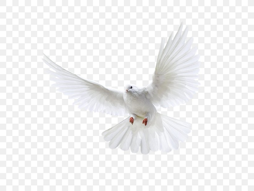 Domestic Pigeon Columbidae Release Dove Bird, PNG, 618x618px, Domestic Pigeon, Animal, Beak, Bird, Black And White Download Free
