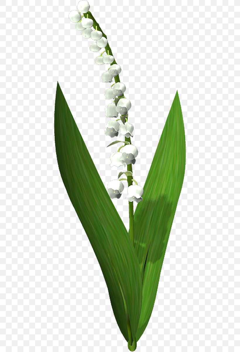 Lily Of The Valley Flower Suzu, PNG, 452x1200px, Lily Of The Valley, Flower, French Hydrangea, Grass, Grass Family Download Free