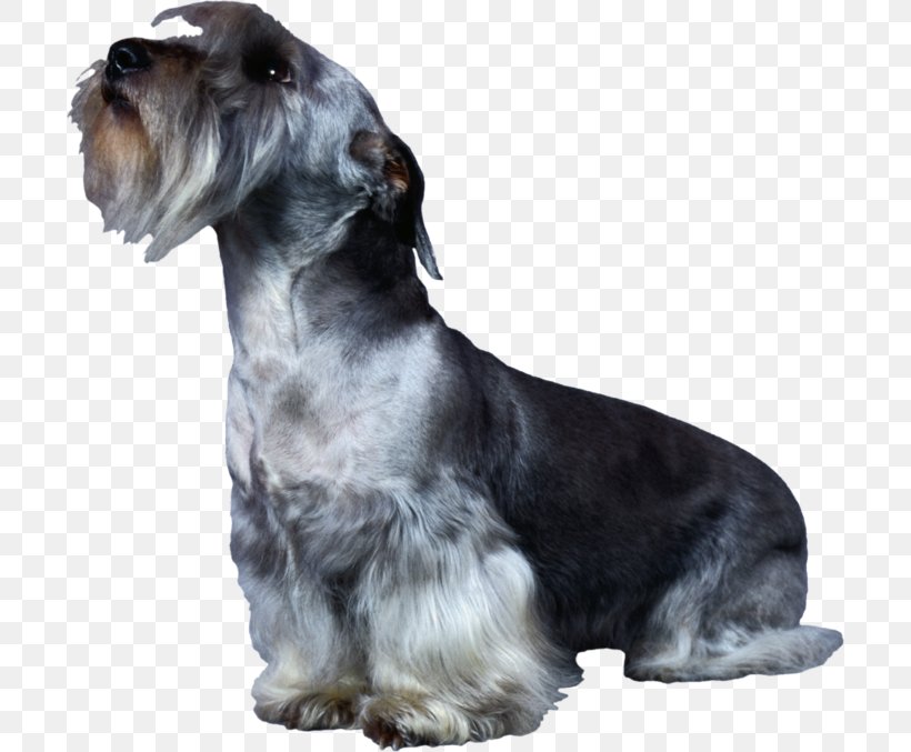 Miniature Schnauzer Cesky Terrier Standard Schnauzer Rare Breed (dog) Companion Dog, PNG, 700x677px, Miniature Schnauzer, Bread Pan, Breed, Carnivoran, Cesky Terrier Download Free