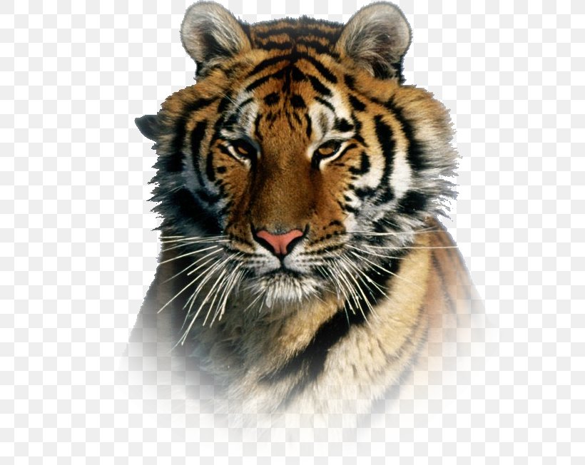 Siberian Tiger Bengal Cat Bengal Tiger Amur River, PNG, 716x652px, Siberia, Amur River, Animal, Bengal Cat, Bengal Tiger Download Free