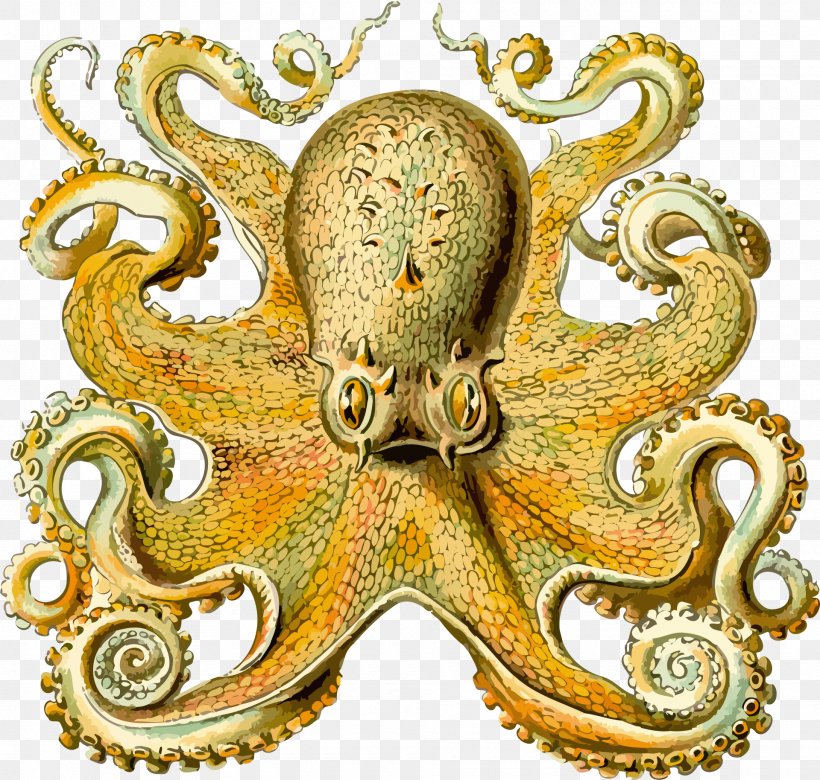 Art Forms In Nature Octopus Squid Orchidae Cephalopod, PNG, 1920x1828px, Art Forms In Nature, Biological Illustration, Biologist, Cephalopod, Ceramic Download Free