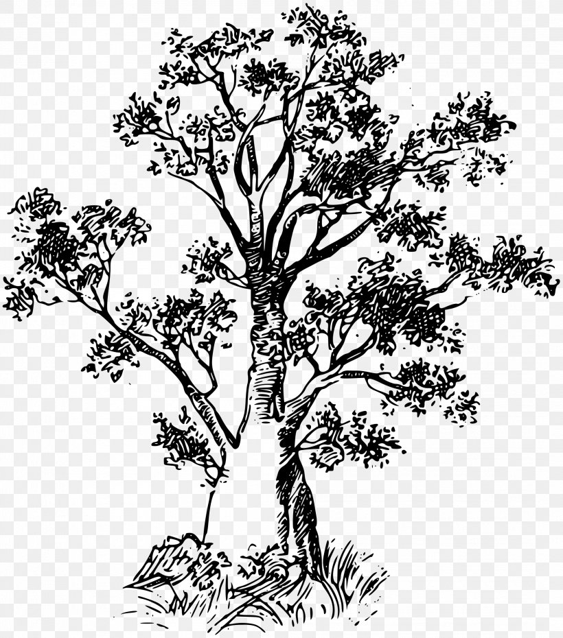 Baobab Tree, PNG, 2116x2400px, Baobab, Black And White, Branch, Flora, Flower Download Free