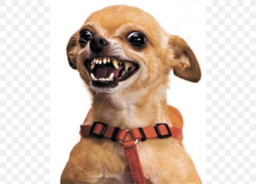 Chihuahua Tenor Pet, PNG, 590x590px, Chihuahua, Annoyance, Carnivoran, Companion Dog, Dog Download Free