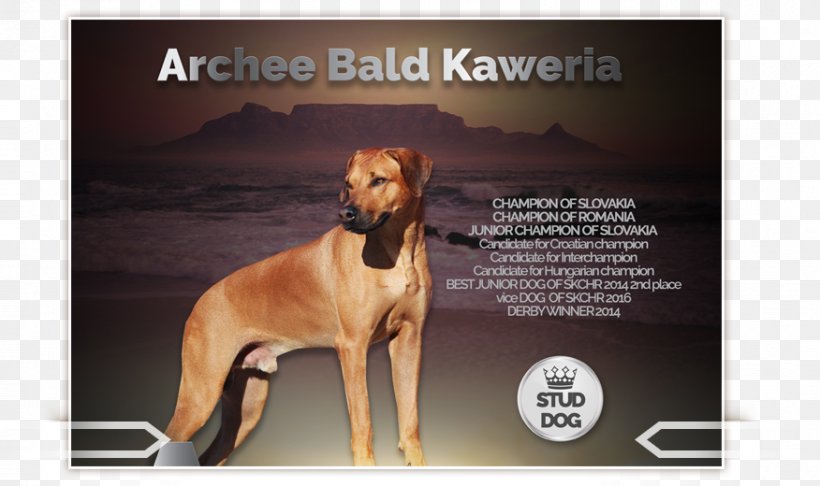 Dog Breed Rhodesian Ridgeback Italian Greyhound, PNG, 876x520px, Dog Breed, Advertising, Breed, Carnivoran, Crossbreed Download Free