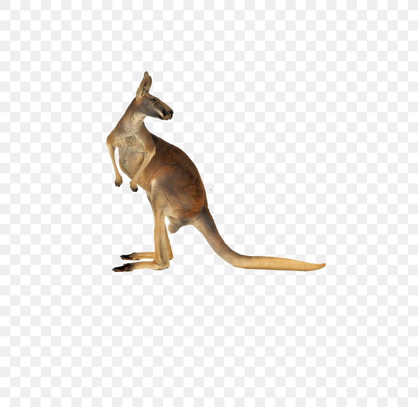 Red Kangaroo Australian-English, English-Australian, PNG, 797x799px, Kangaroo, Australia, Australianenglish Englishaustralian, Fauna, Macropodidae Download Free