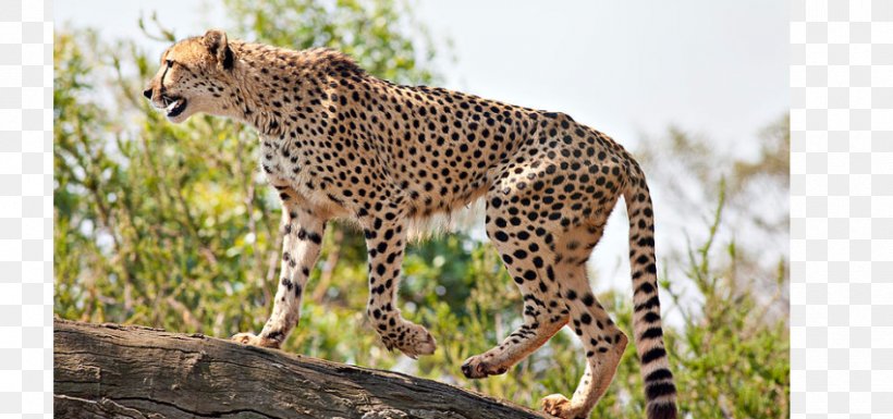 Asiatic Cheetah Cat Fastest Animals Save The Cheetah South African Cheetah, PNG, 850x400px, Asiatic Cheetah, Acinonyx, Animal, Big Cat, Big Cats Download Free