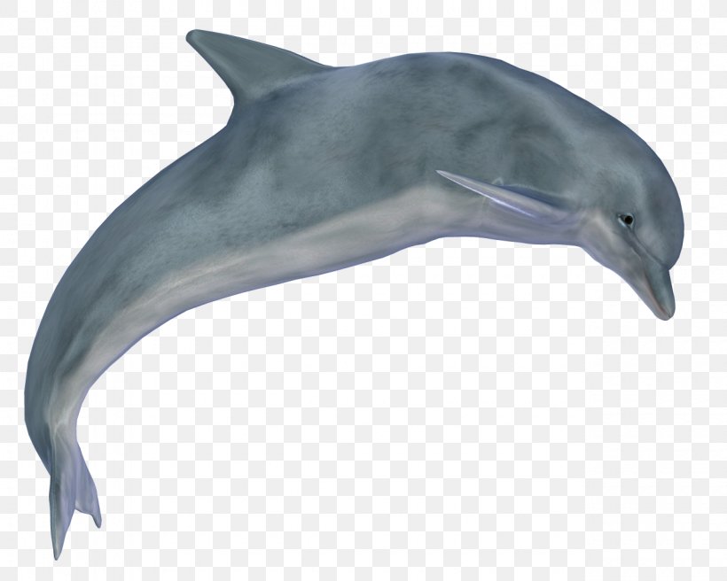 Dolphin Clip Art, PNG, 1280x1024px, Dolphin, Beak, Common Bottlenose Dolphin, Display Resolution, Fauna Download Free