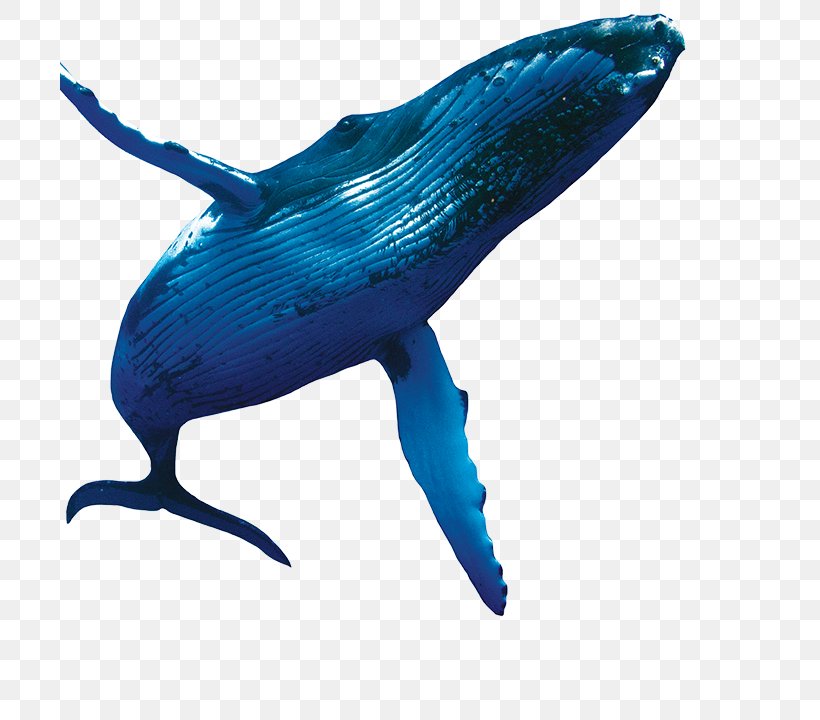 Dolphin Cobalt Blue Marine Biology, PNG, 700x720px, Dolphin, Biology, Blue, Cobalt, Cobalt Blue Download Free