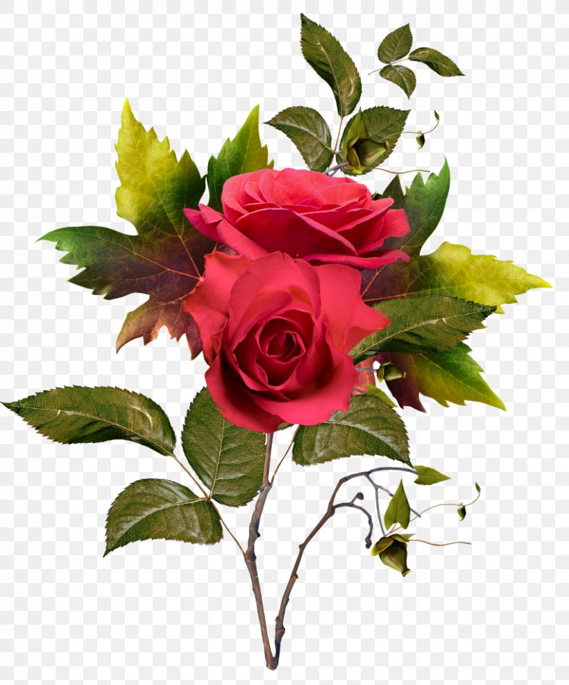 Garden Roses Cut Flowers Cabbage Rose, PNG, 850x1024px, Garden Roses, Cabbage Rose, Cut Flowers, Floral Design, Floribunda Download Free