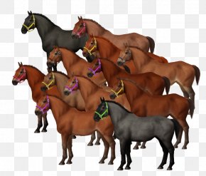 Horse Carousel - Mare Mustang Foal Stallion Colt PNG