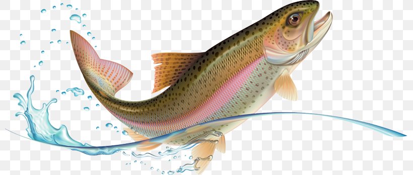 Rainbow Trout Stock Photography, PNG, 799x349px, Trout, Animal Figure, Bony Fish, Drawing, Fish Download Free