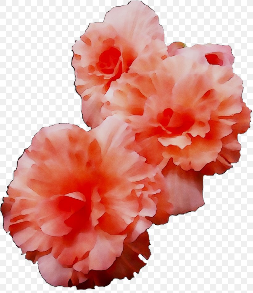 Azalea Carnation Cut Flowers IPhone XR Pink M, PNG, 1025x1185px, Azalea, Artificial Flower, Begonia, Carnation, Cut Flowers Download Free