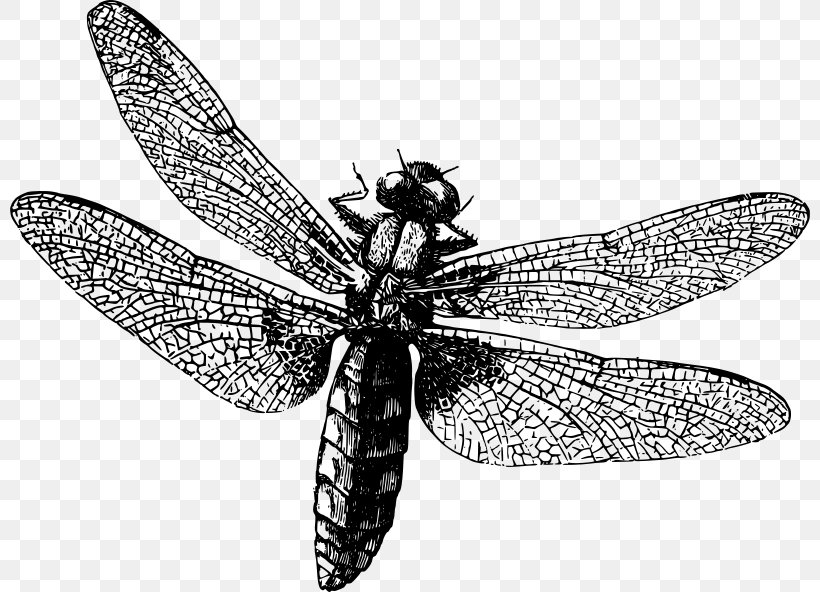 Dragonfly Royalty-free Clip Art, PNG, 800x592px, Dragonfly, Animation, Arthropod, Black And White, Dragonflies And Damseflies Download Free