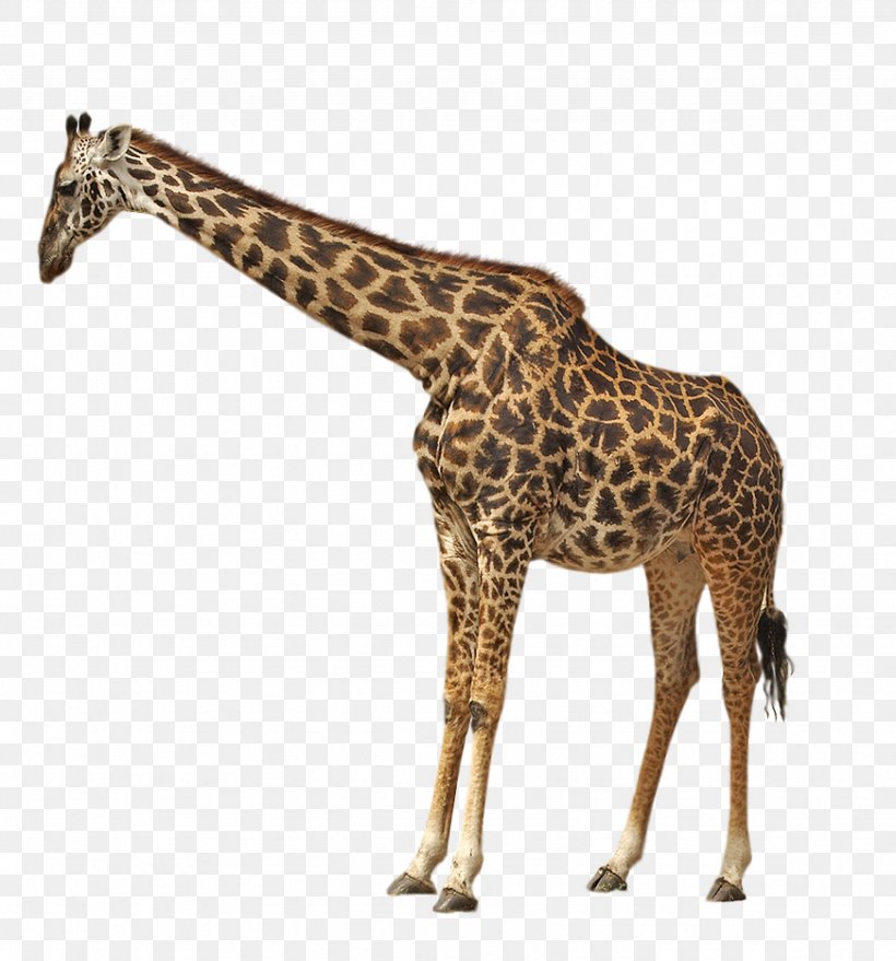 Giraffe Cheetah Lion Animal, PNG, 871x934px, Giraffe, Animal, Animal Figure, Art, Cheetah Download Free