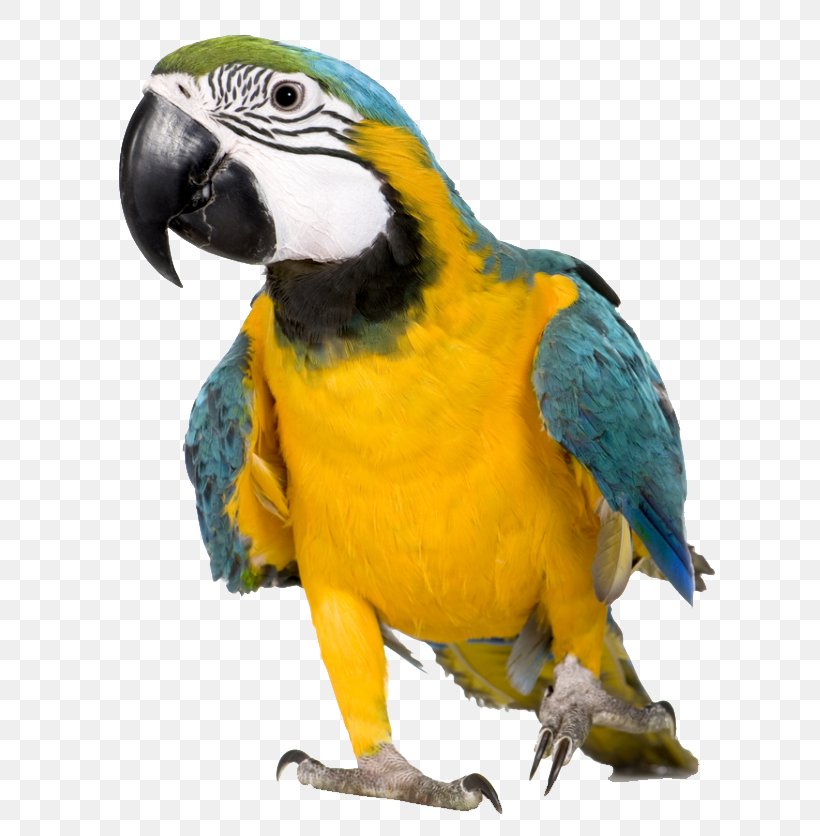 Talking Bird Budgerigar Macaw Pet, PNG, 672x836px, Bird, Aviculture, Beak, Bird Food, Blueandyellow Macaw Download Free