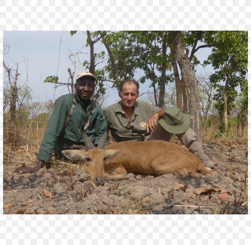 Vina Hunting Antelope Wildlife Bohor Reedbuck, PNG, 800x800px, Vina, Antelope, Area, Bohor Reedbuck, Cameroon Download Free
