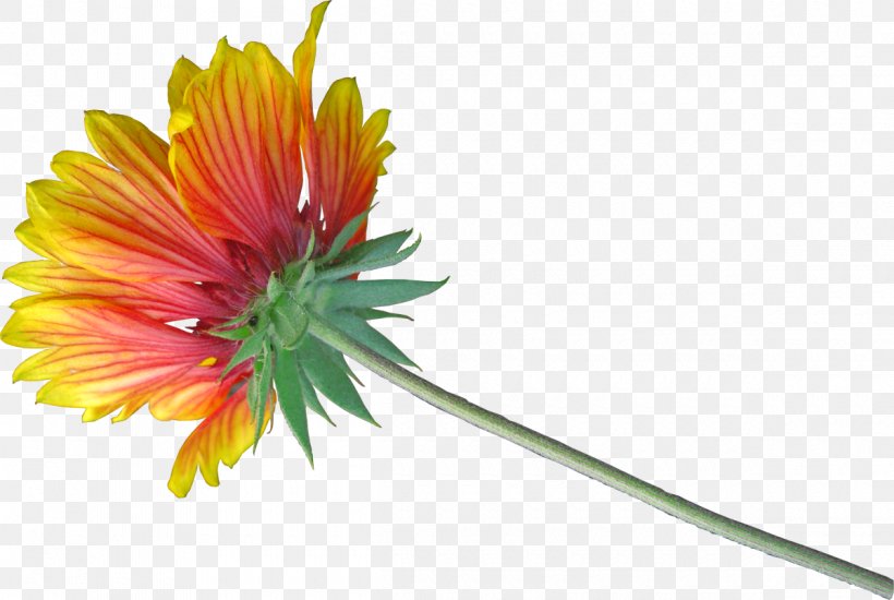 Blanket Flowers Clip Art Psd, PNG, 1200x806px, Blanket Flowers, Annual Plant, Aster, Chrysanthemum, Chrysanths Download Free