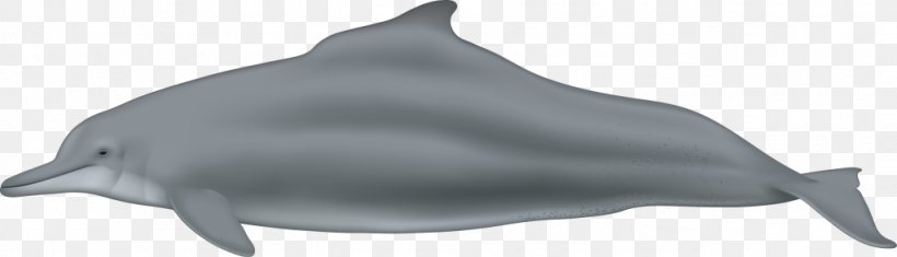 Common Bottlenose Dolphin Tucuxi Short-beaked Common Dolphin Rough-toothed Dolphin Wholphin, PNG, 1024x294px, Common Bottlenose Dolphin, American Cetacean Society, Animal, Animal Figure, Bottlenose Dolphin Download Free