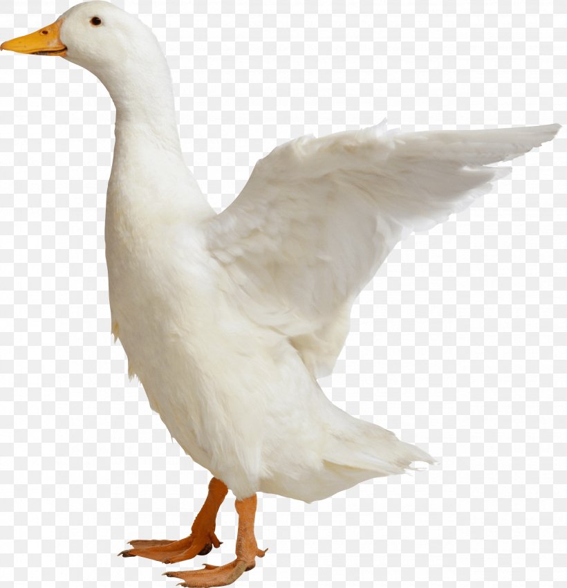 Duck Goose Bird Chicken, PNG, 2550x2644px, Duck, Animal Fat, Beak, Bird, Chicken Download Free