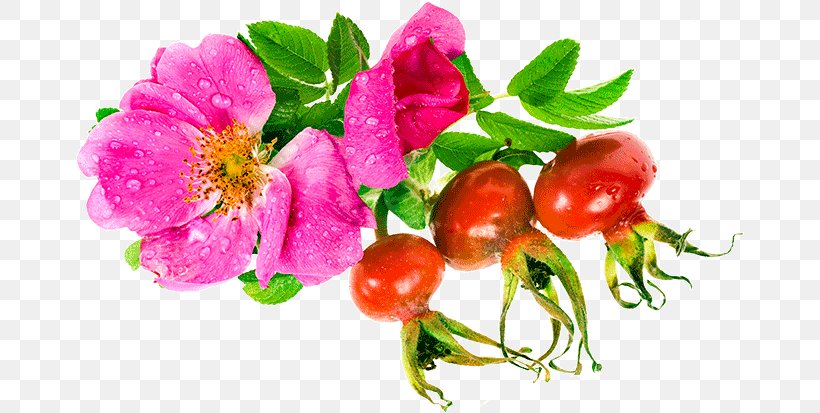 Floral Wreath, PNG, 669x413px, Rose Hip, Branch, Floral Design, Flower, Food Download Free