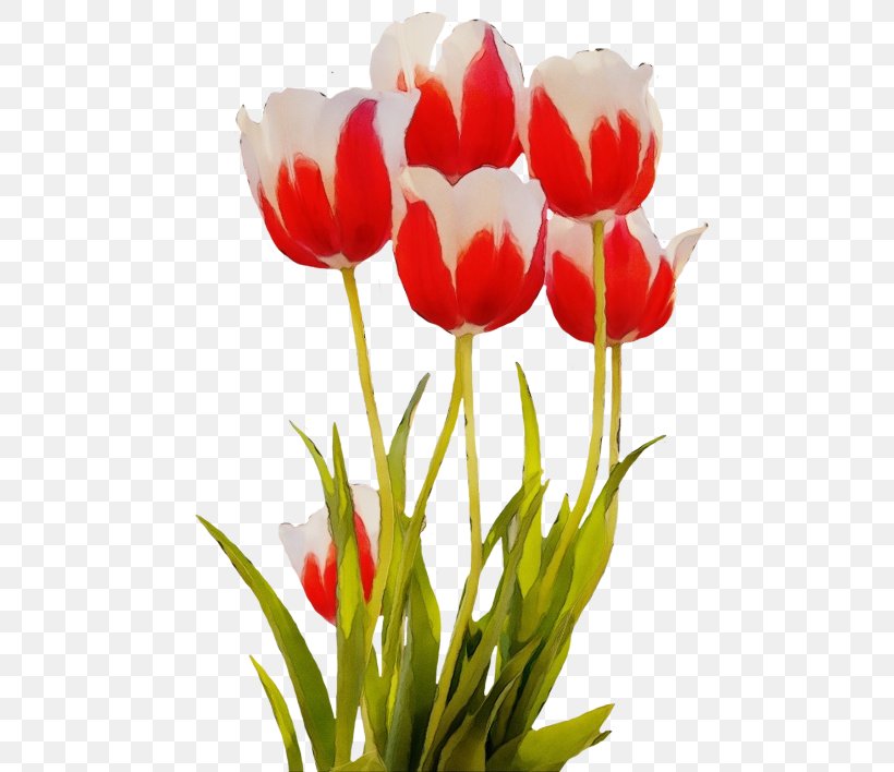 Flower Tulip Flowering Plant Petal Plant, PNG, 500x708px, Watercolor, Cut Flowers, Flower, Flowering Plant, Lady Tulip Download Free