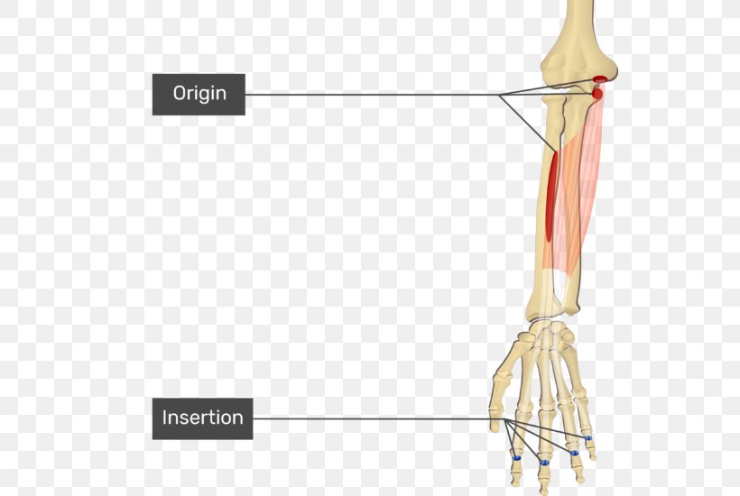 Hand Flexor Digitorum Superficialis Muscle Flexor Digitorum Profundus Muscle Origin And Insertion Flexor Carpi Ulnaris Muscle